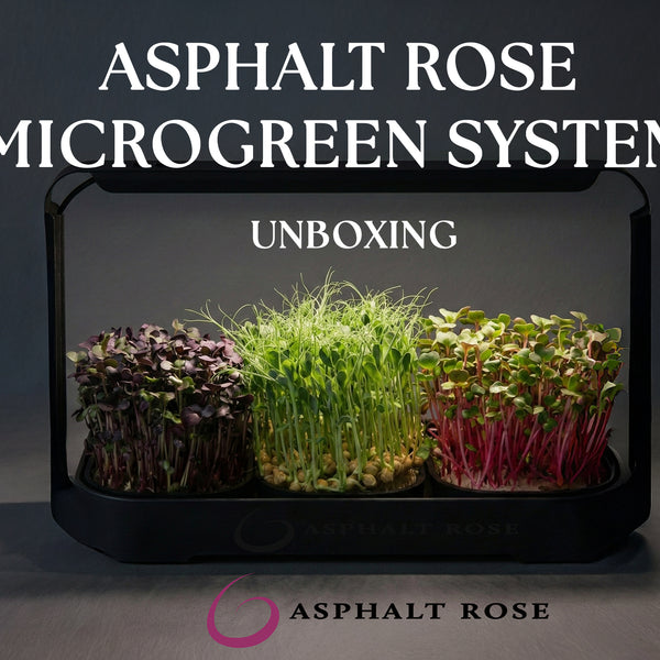 Microgreens Tray & Mat Bundle – 3 Silicone Trays & 18 Jute Mats (No Lamp, No Seeds)