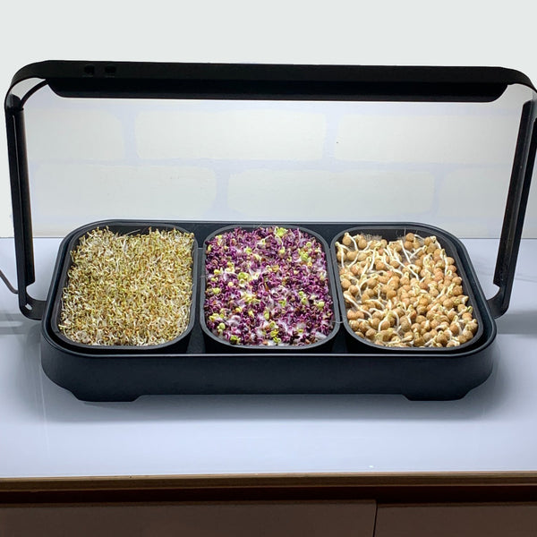 🌱 Your Garden on the Counter – Microgreen Kit by Asphalt Rose