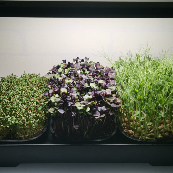 🌱 Your Garden on the Counter – Microgreen Kit by Asphalt Rose