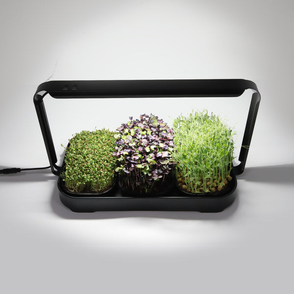 🌱 Your Garden on the Counter – Microgreen Kit by Asphalt Rose