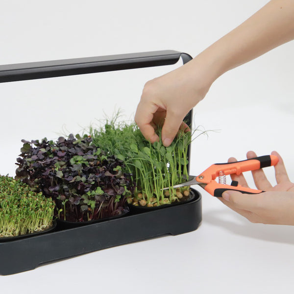 🌱 Your Garden on the Counter – Microgreen Kit by Asphalt Rose