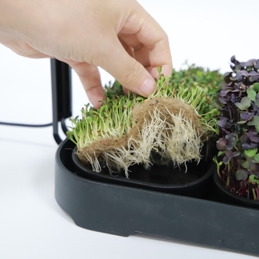 🌱 Your Garden on the Counter – Microgreen Kit by Asphalt Rose