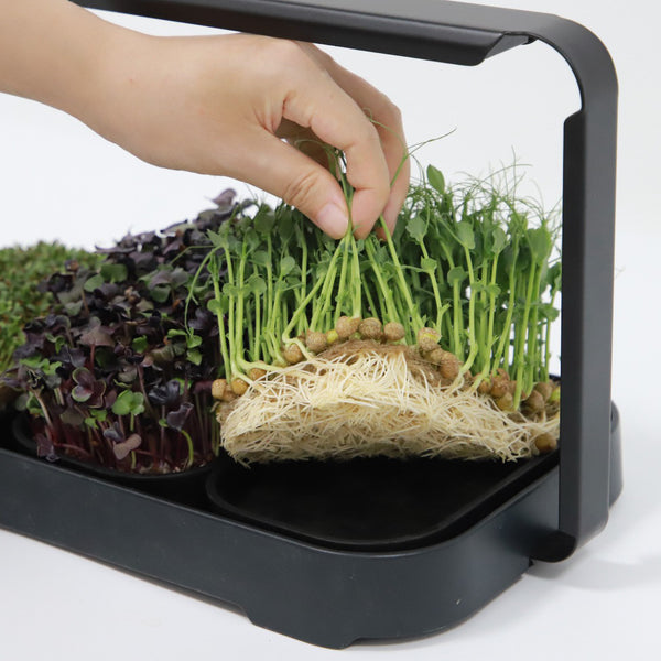 🌱 Your Garden on the Counter – Microgreen Kit by Asphalt Rose