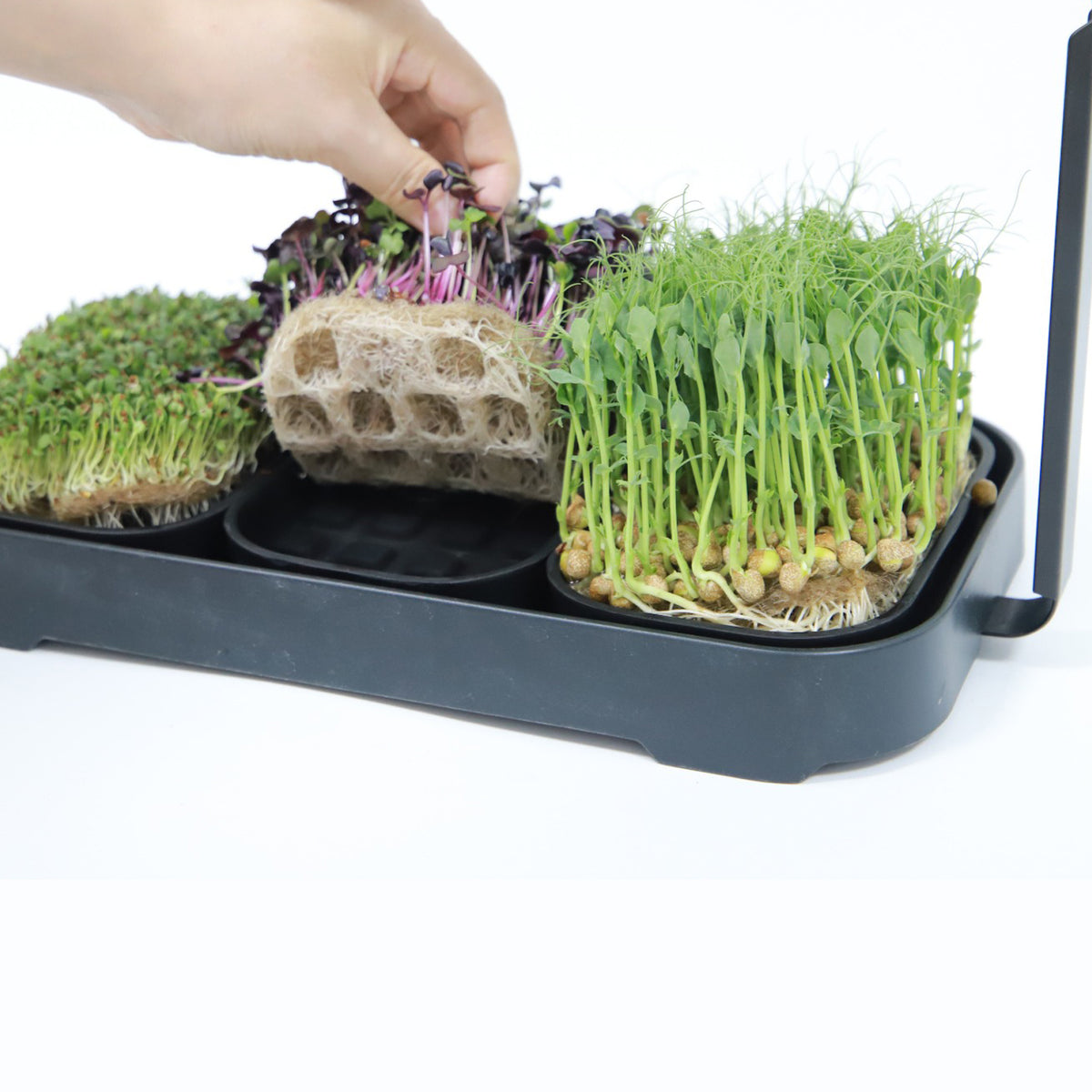 🌱 Your Garden on the Counter – Microgreen Kit by Asphalt Rose