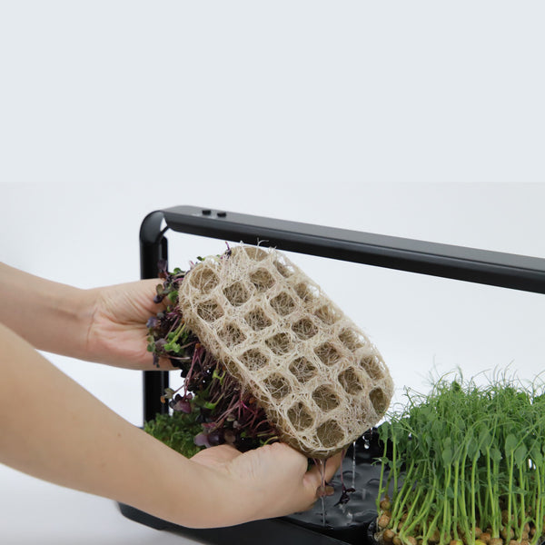 🌱 Your Garden on the Counter – Microgreen Kit by Asphalt Rose