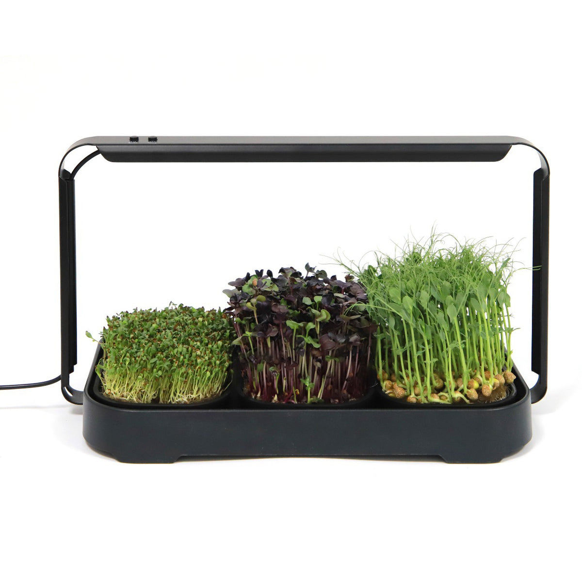 🌱 Your Garden on the Counter – Microgreen Kit by Asphalt Rose