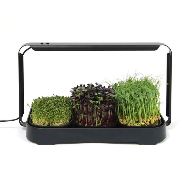 🌱 Your Garden on the Counter – Microgreen Kit by Asphalt Rose