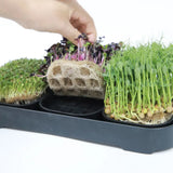 3-Pack of Asphalt Rose Silicone Growing Trays Asphalt Rose