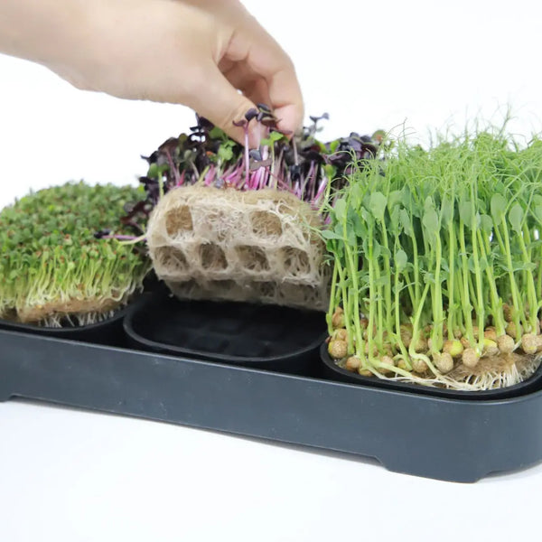 3-Pack of Asphalt Rose Silicone Growing Trays Asphalt Rose