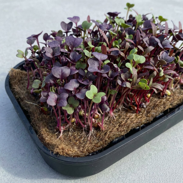 Microgreens Tray & Mat Bundle – 3 Silicone Trays & 18 Jute Mats (No Lamp, No Seeds)