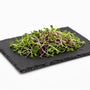 Natural Slate Serving Plate – 6 x 8 Inch Kitchenware Plate for Microgreens and Appetizers